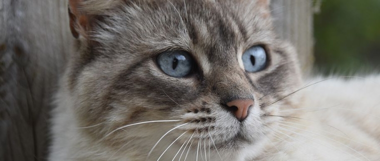 Chat Ojos Azules